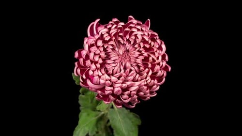 Elegant Deep Pink Flower Blooming on Black Background