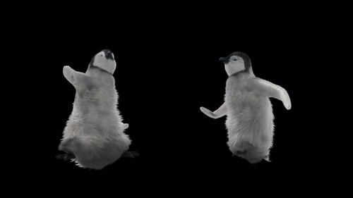 Two Cute Baby Penguin Chicks Dancing with Alpha Channel