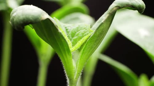 Plant Growing in Timelapse, Sprouts Germination, Green Pumpkin Seeds, Spring and Summer Agriculture