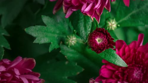 Burgundy Mum Blooming Close Up