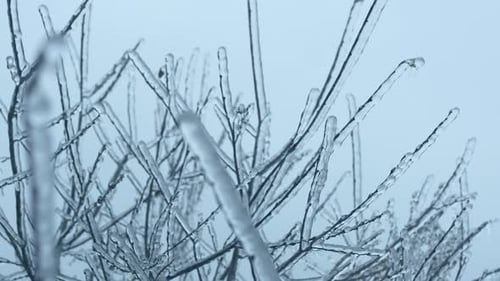 Ice Tree