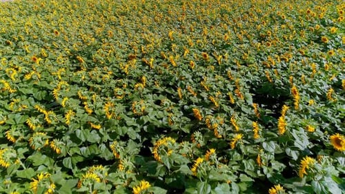 Sunflowers Drone Footages (4K)
