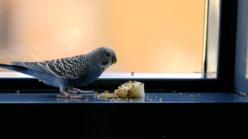 Blue Parakeet Eating at the Window