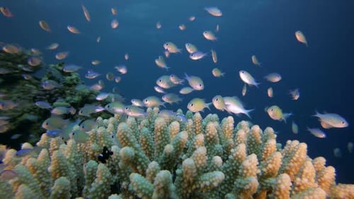 Underwater Scene and Blue-Green Fish