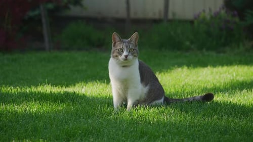 Cat Sitting on Green Grass in Sunlight