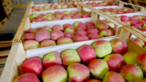 Crates of Freshly Harvested Red and Green Apples