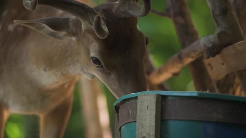 Braun geflecktes Reh frisst aus grünem Eimer im Wald Nahaufnahme