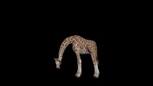 Giraffe Eat Grass