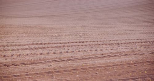 Agriculture - Young Corn Growing at Agricultural Field