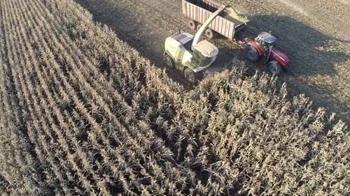 Aerial shot of wheat harvesting in the field