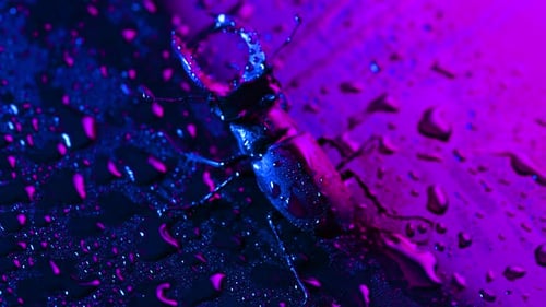 Horned Beetle Deer on Violet Wet Neon Surface with Rain Drops