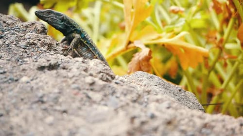 Famous Canary Lizard Galottia Galloti, Living on Island of Tenerife with Yellow and Blue Spots, Runs