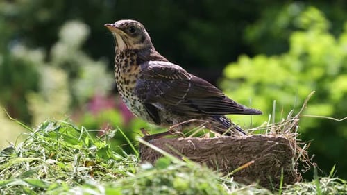Young Bird Standing near Nest in Grassy Patch