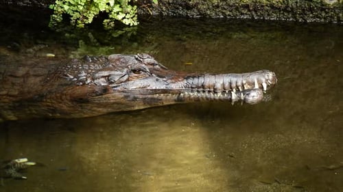 Faux Gharial ou Gharial malais