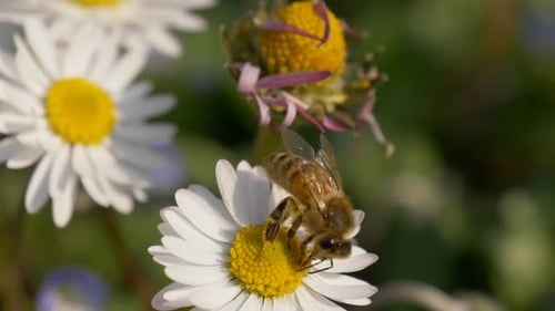 Honey Bee Daisy Meadow