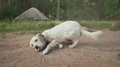 Dog on the Chain Happy Wagging His Tail