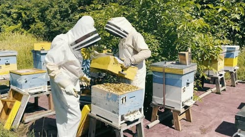 Two Beekeepers at the Apiary Take Frames with Honey From the Hive