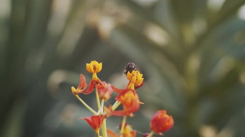 Fly on blooming flower in garden