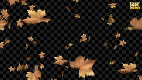 Photorealistic Falling Autumn Leaves Overlay