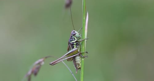 Detail von Insekt Roesels Buschkricket auf einem grünen Grasblatt