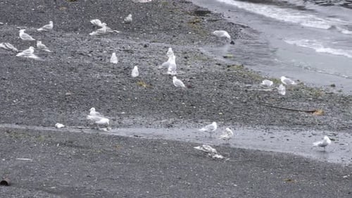 Möwen an einer felsigen Küste