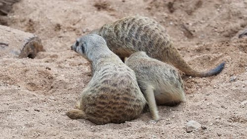 Familie Suricata oder Erdmännchen (Suricata suricatta)