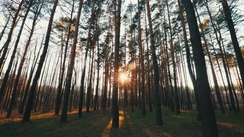 Beautiful Sunset Sun Sunshine In Sunny Spring Coniferous Forest