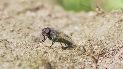 Detailed Close Up of a Fly on Sand