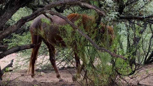 Brown Horse Grazing in Densely Wooded Area