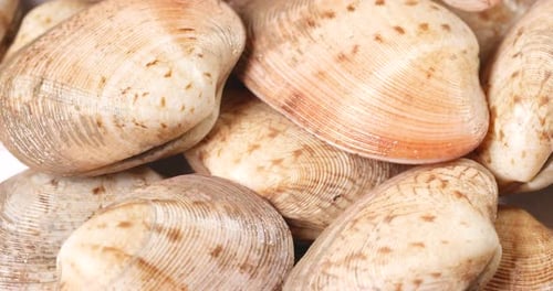 Fresh raw clam