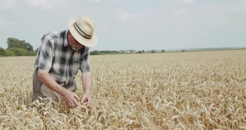 Senior Farmer in Hat Touches and Checks Ripe Wheat Spikes in Spacious Field