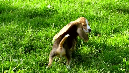 Two Beagle Puppies Play on Green Grass