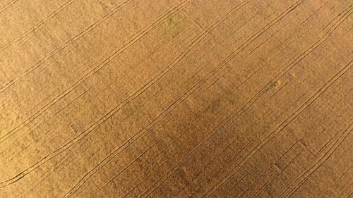 Flying Over Field of Yellow Ripe Wheat During Dawn Sunset