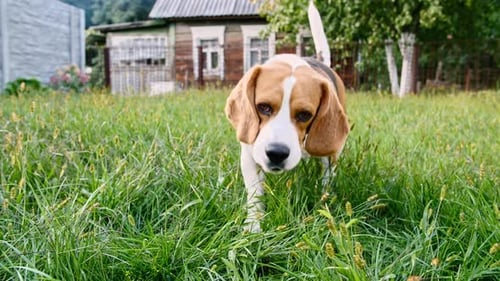 Beagle Dog Sniffing in Grassy Rural Field
