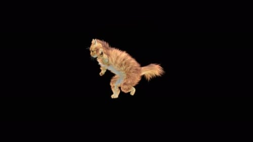 Katze 4K