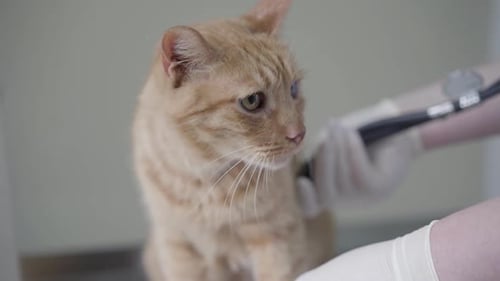 Orange Cat Being Examined with Stethoscope
