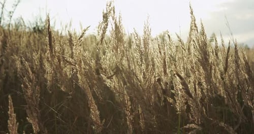 Beautiful View of High Golden Wild Grass Blowing Light on Sundazzling Background
