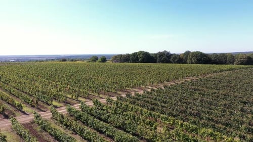 Vinery Ground