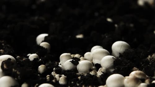 Mushrooms Growing in the Soil Close Up