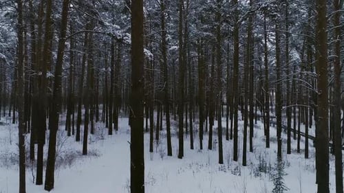 Winter forest. The camera rises from the depths of the forest to the top and flies above the trees 1