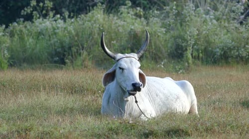 White Cow Resting in a Rural Grassy Field