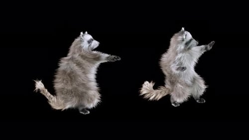 Pair of Animated Raccoons Dancing with Alpha Channel