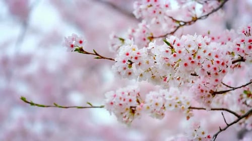 Flor de cerezo Sakura floreciente
