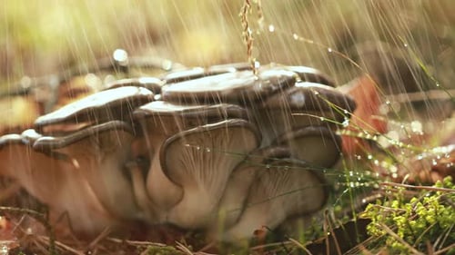 Pleurotus Mushroom In a Sunny Forest in the Rain