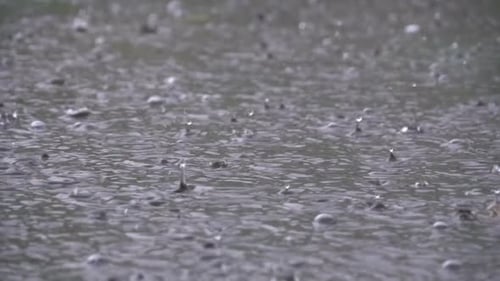 Large Drops of Rain Fall in a Puddle During a Rainstorm. Water Drops in Slow Motion.