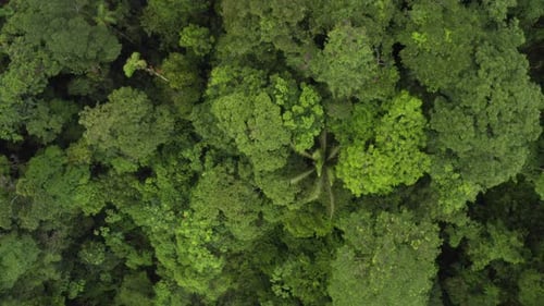 Luftaufnahme von oben, Nahaufnahme des Baldachins aus einem tropischen Wald