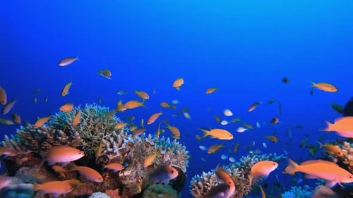 Underwater Scene