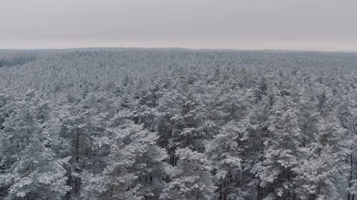 Aerial Top View Beautiful Winter Forest, Spruce and Pine Frosty Trees Covered with Snow, Winter