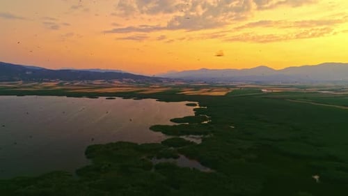 Flock of Birds is Flying Over the Lake
