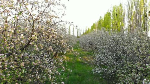 Fliegen zwischen Ästen blühender Bäume im Apfelgarten, Drohnenschuss